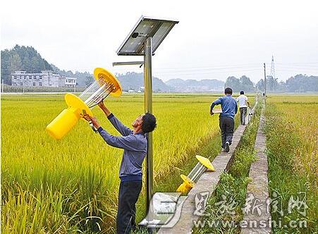 频振式杀虫灯实用案例